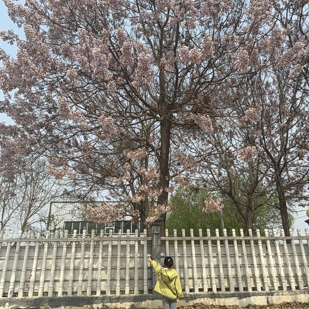 沉珂