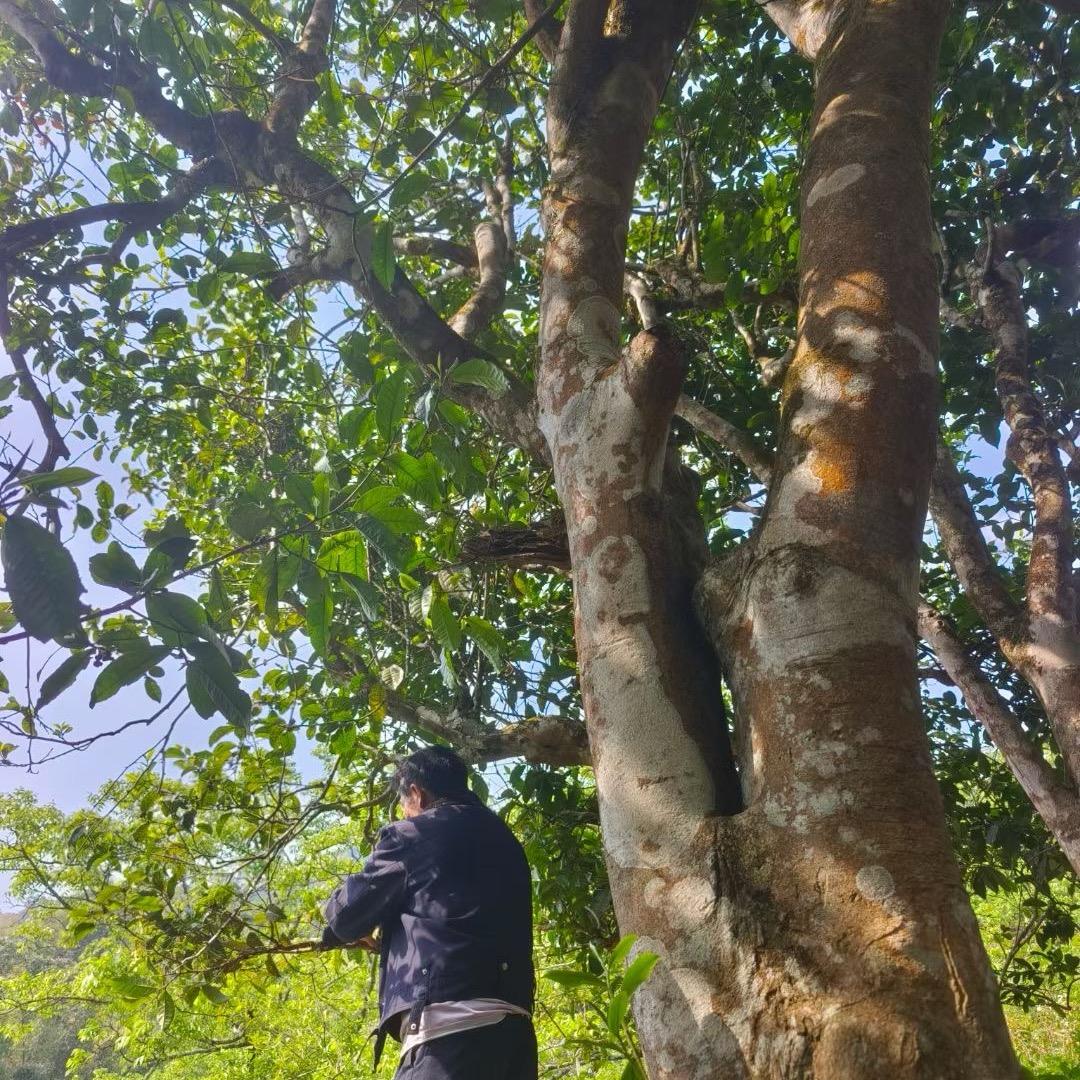 超哥茶庄