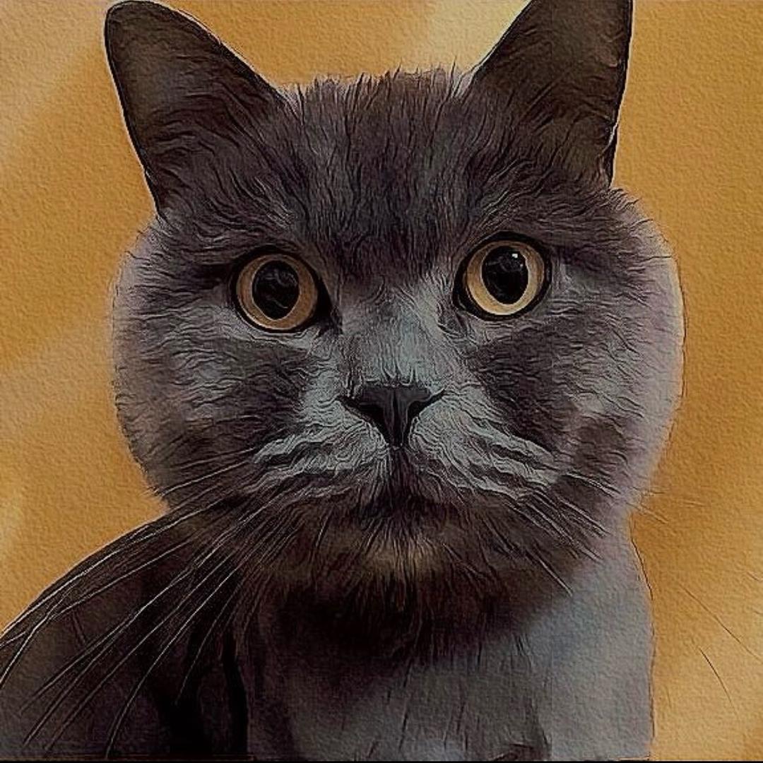 一头高小猫儿！