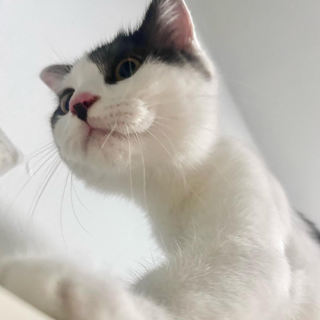 椰椰汁