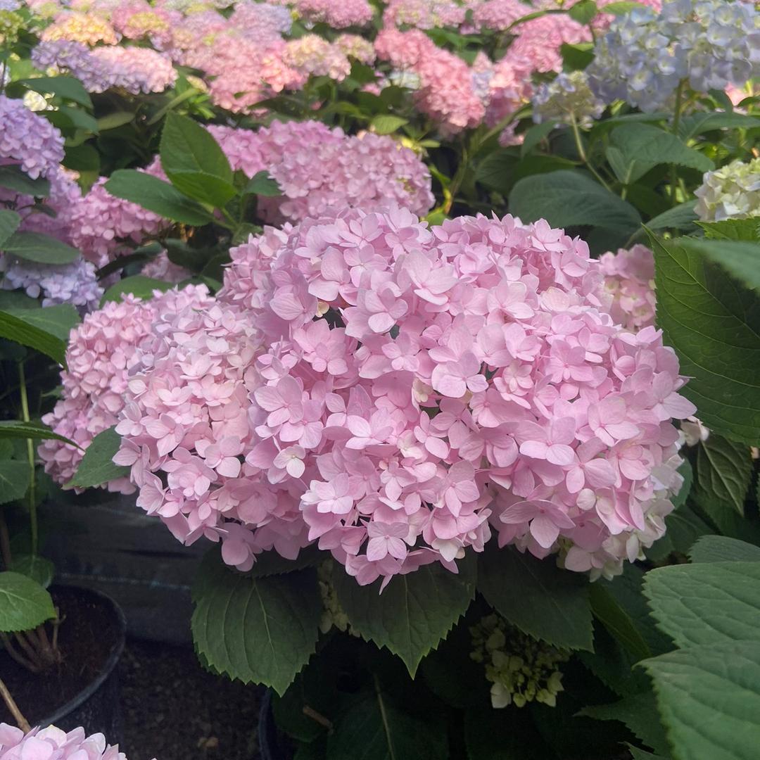 彩糖花卉