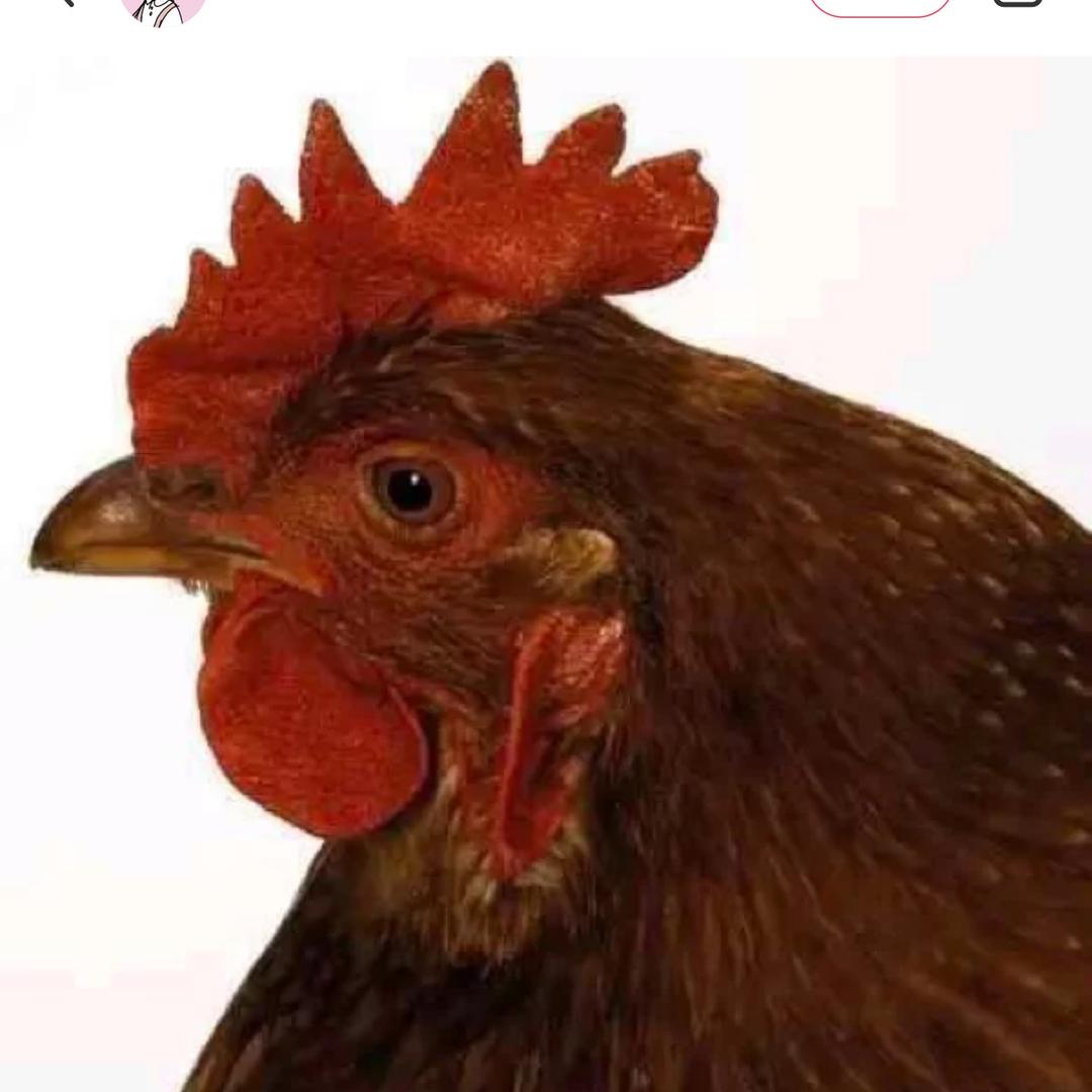 高亦菲