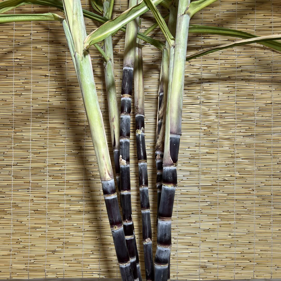 茂江茂兰种苗