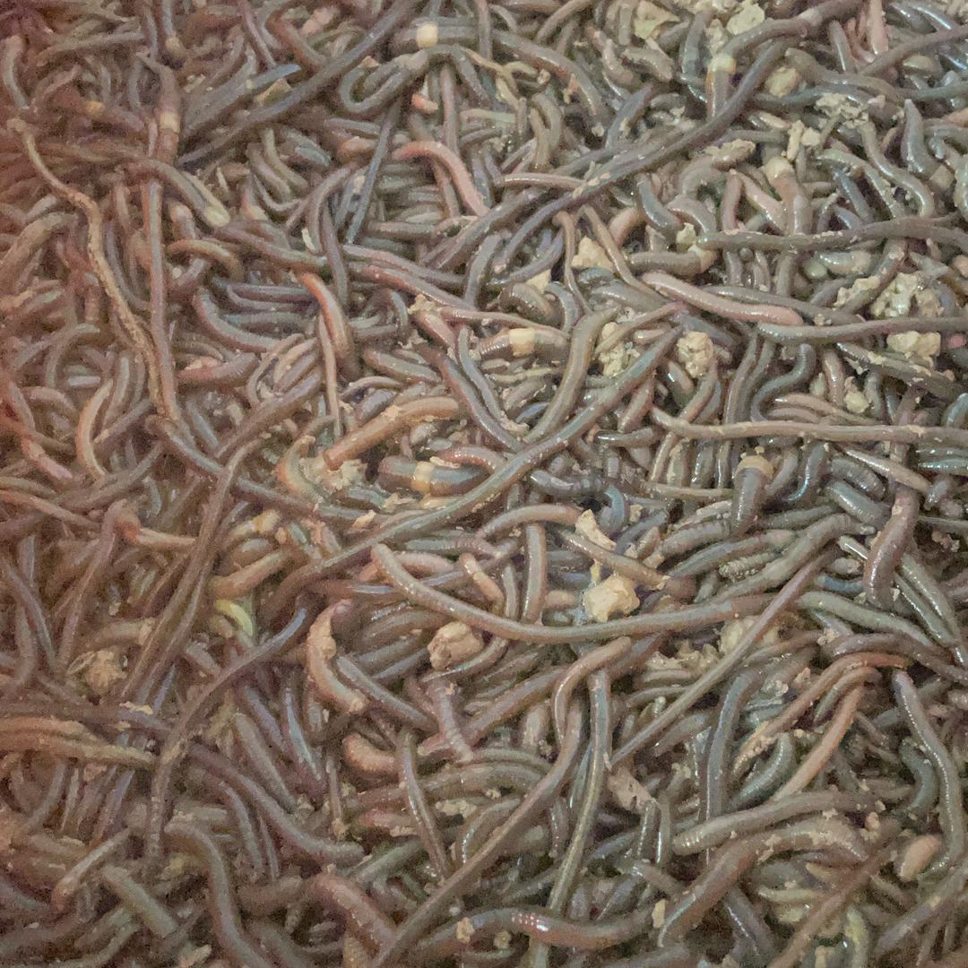 实在人（聪聪）