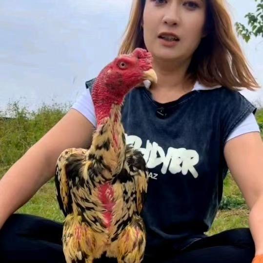 Jahar 斗鸡女王