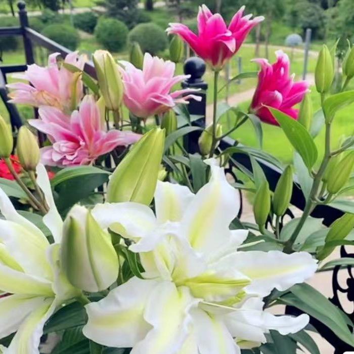 芸梦花卉
