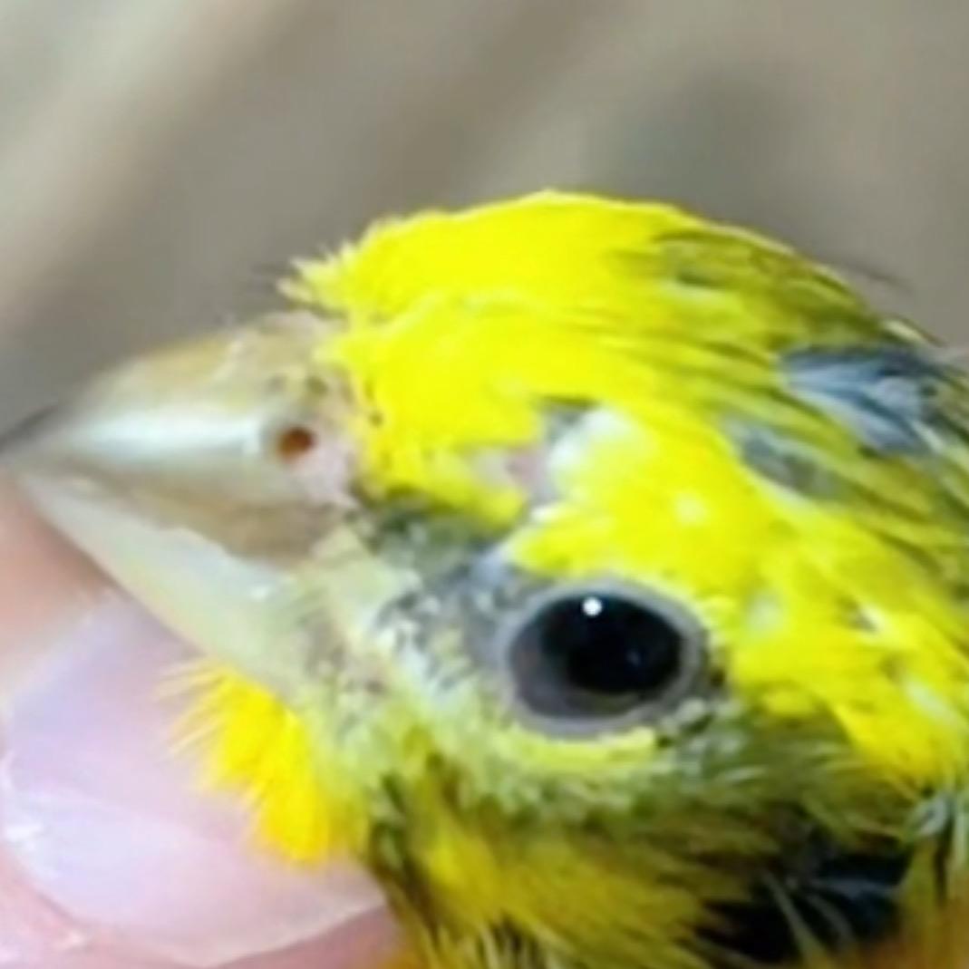 潍坊- -龙龙南非丝雀大金黄（全国发货）