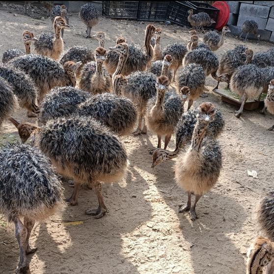 鸵鸵拆蛋小能手🥚
