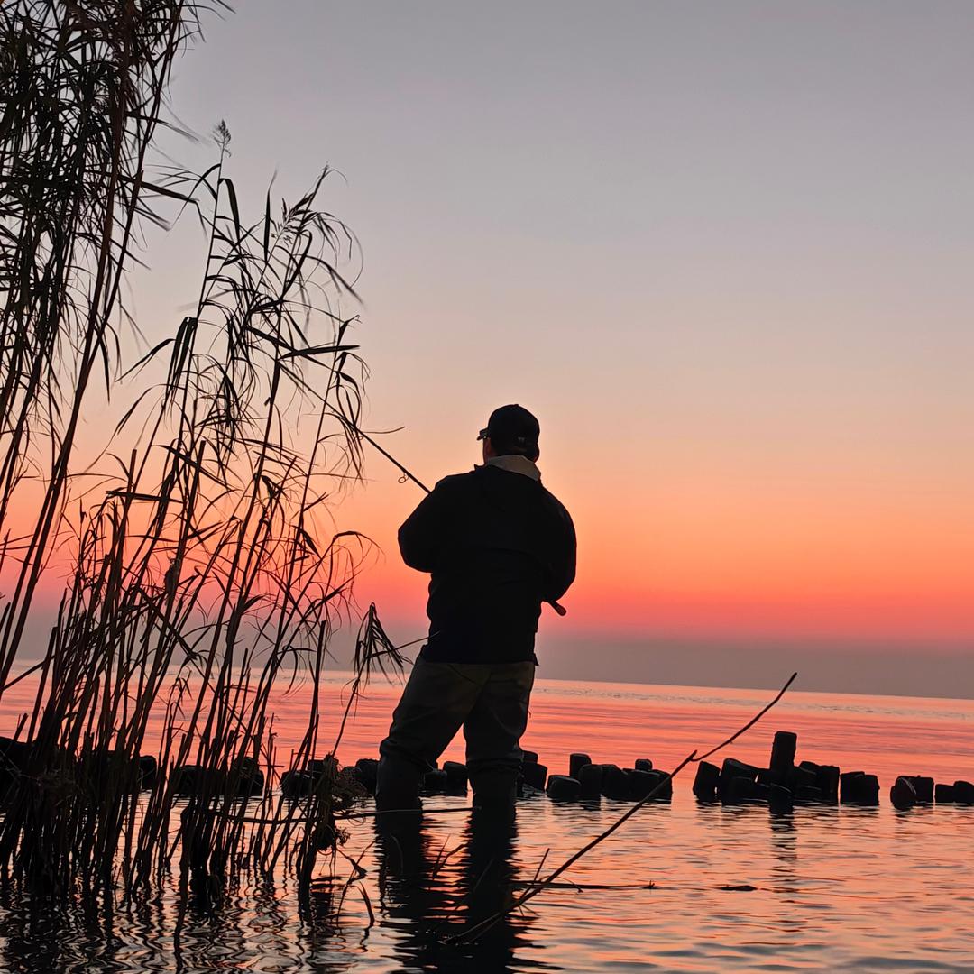 摇摇领鮮、鱿刃有鱼