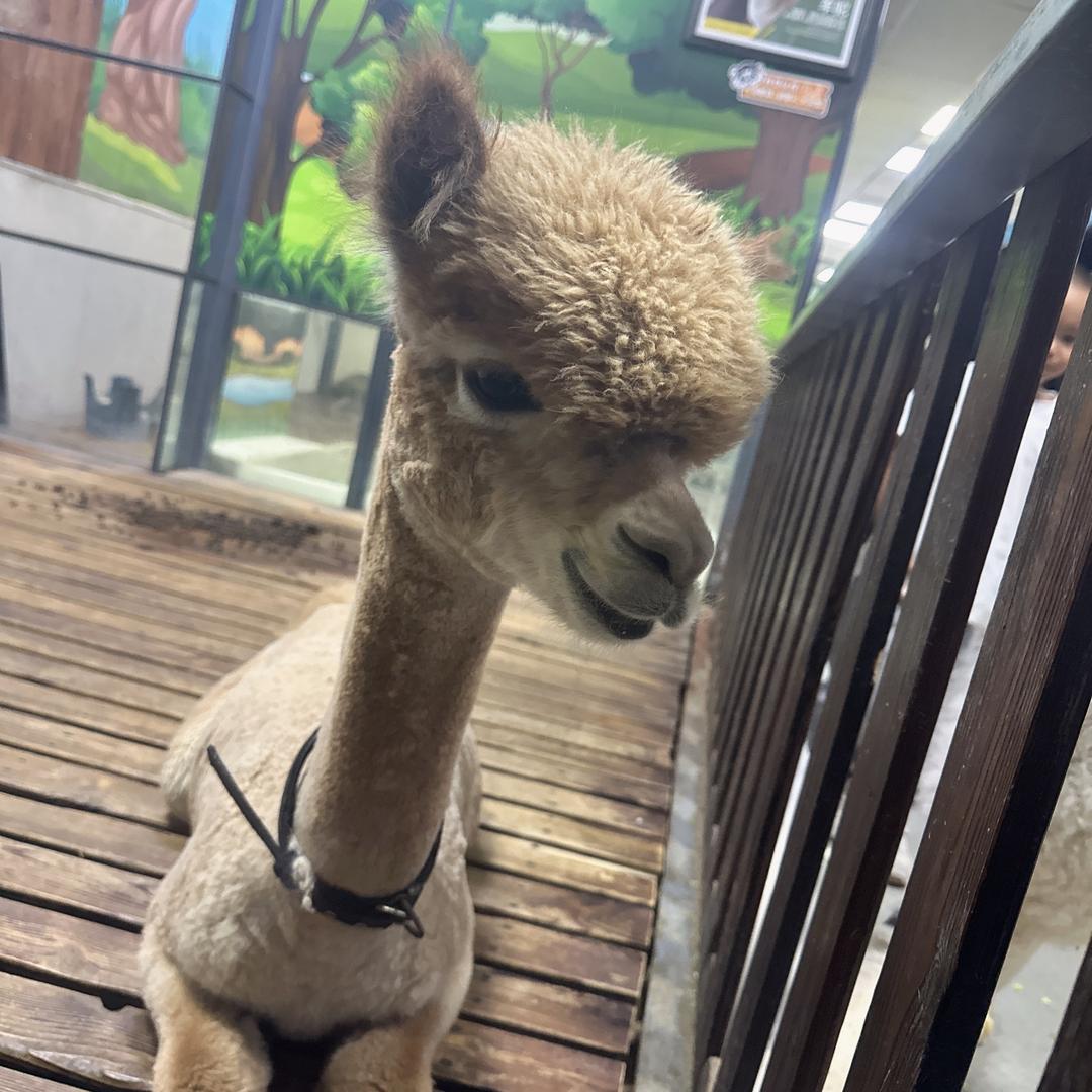 晨宸好物💓