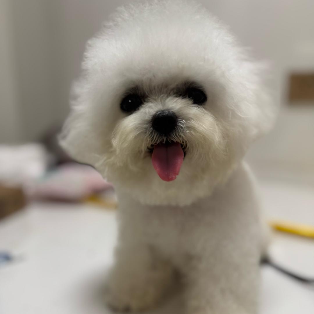 佩奇是只小比熊