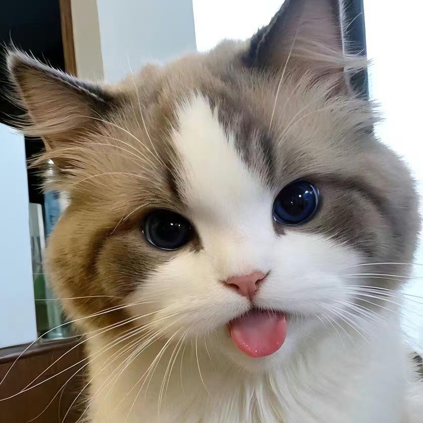 肥喵