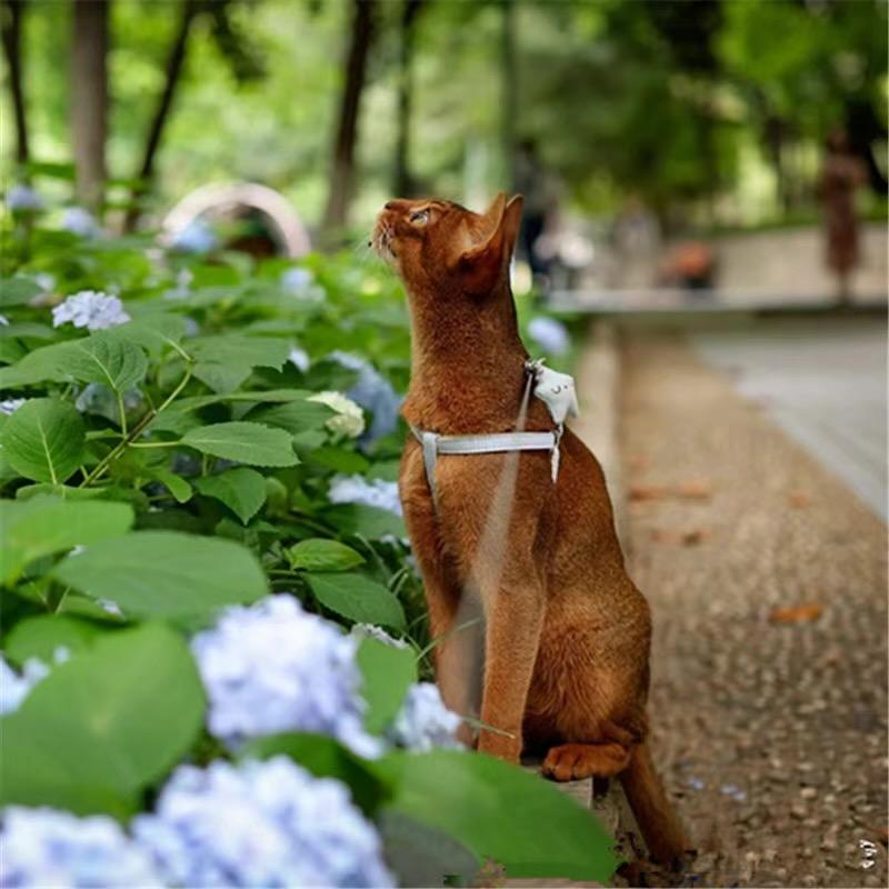 古埃印象阿比猫