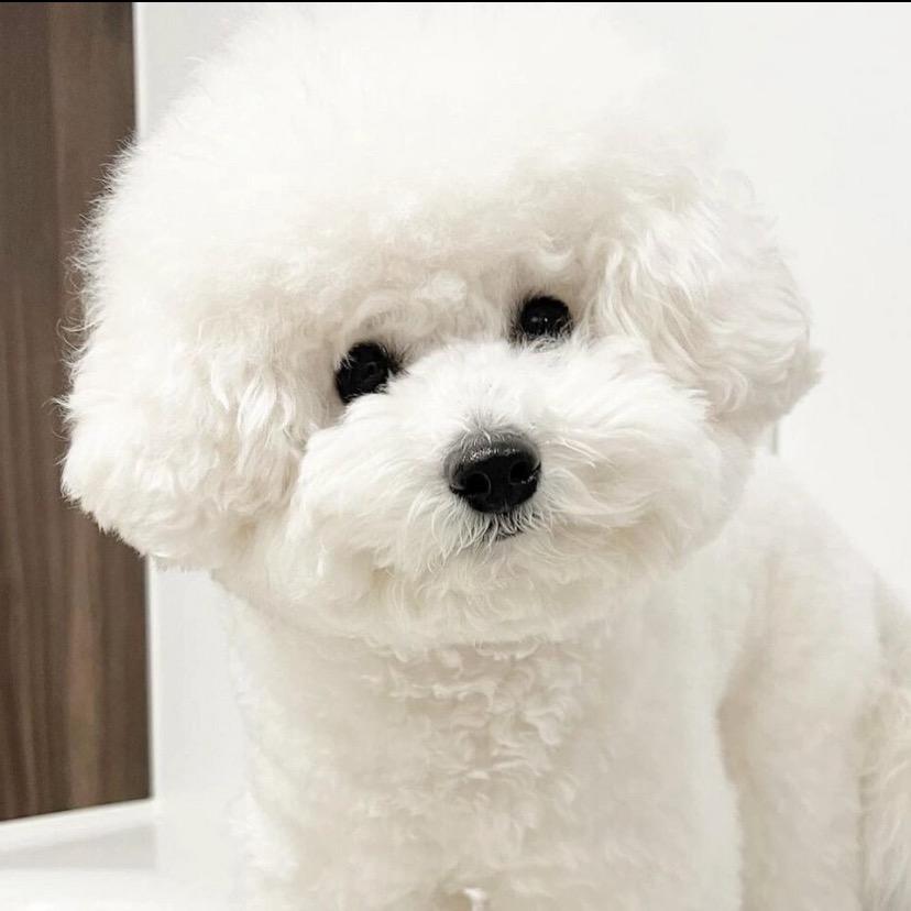 飞姐家的毛孩子