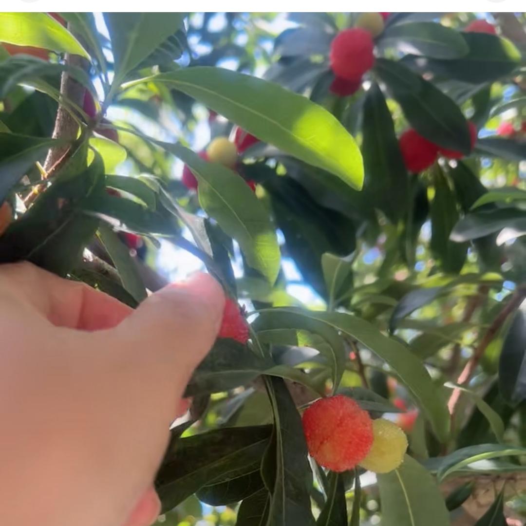 糖果🍬