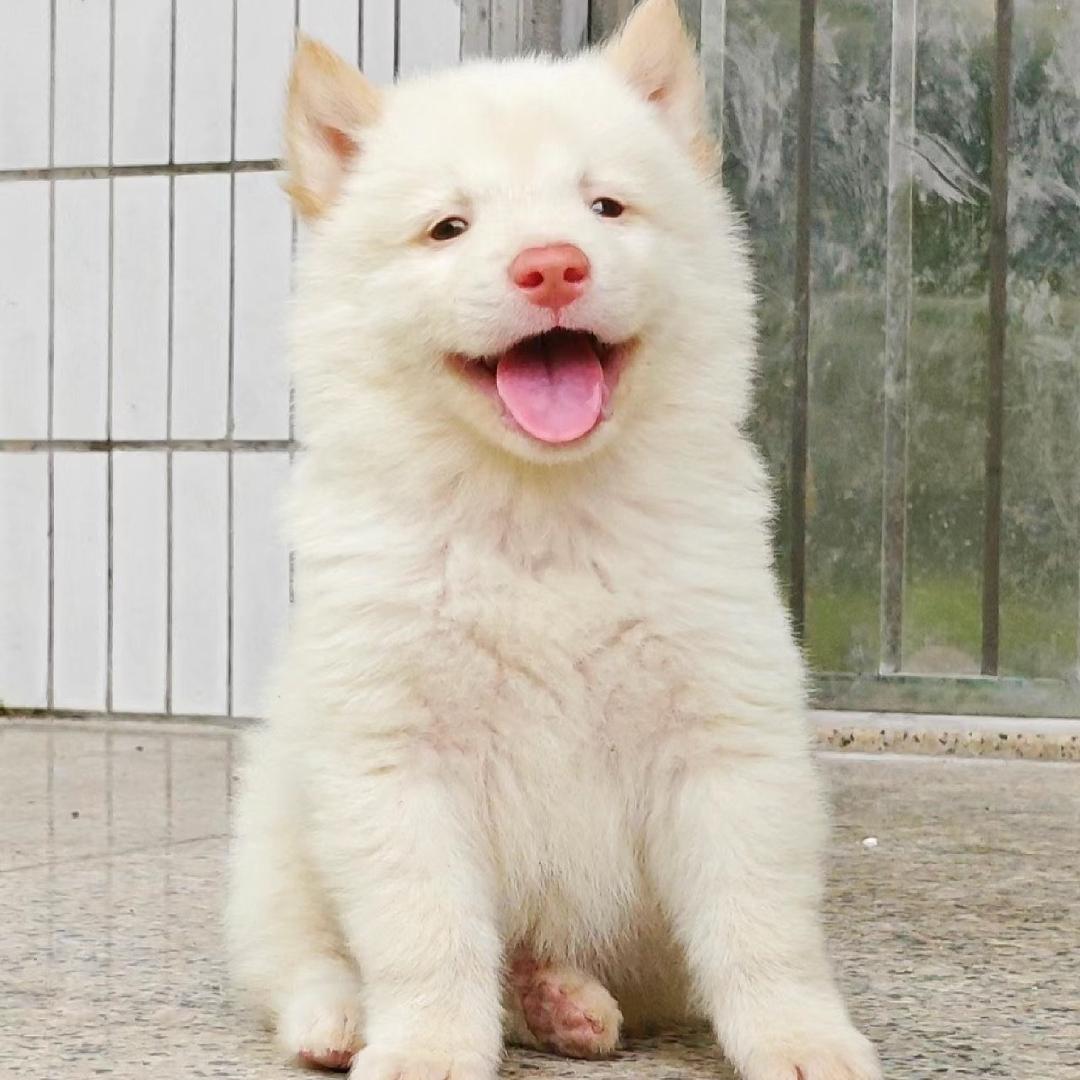 诚丰