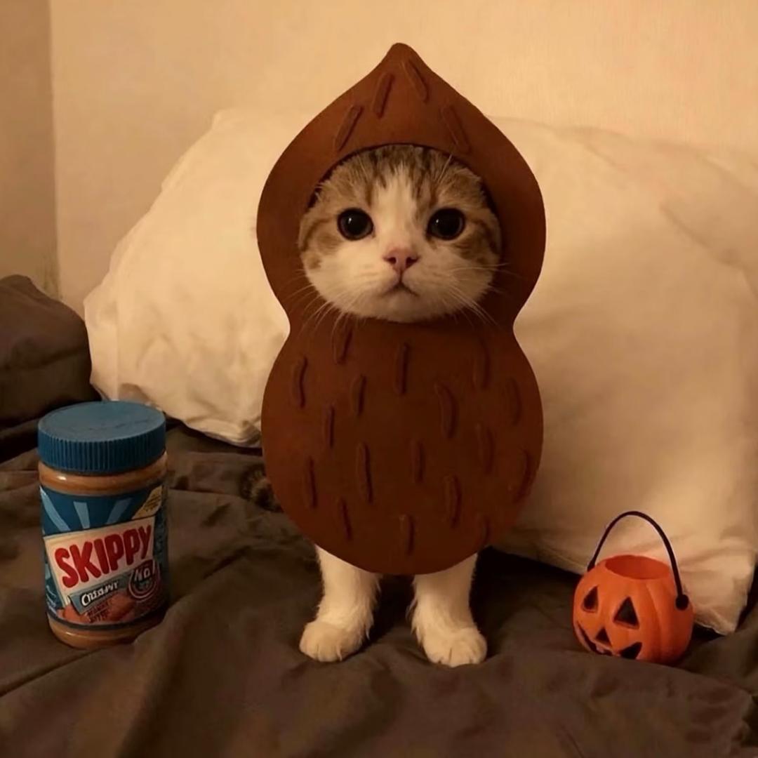 雅思不过6.5不改名