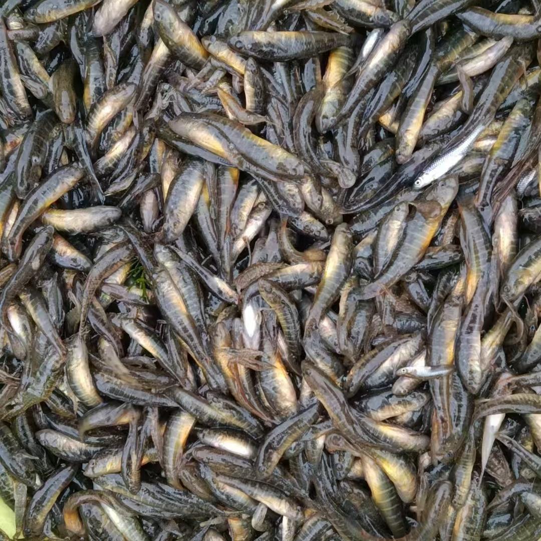 白洋淀学学水产