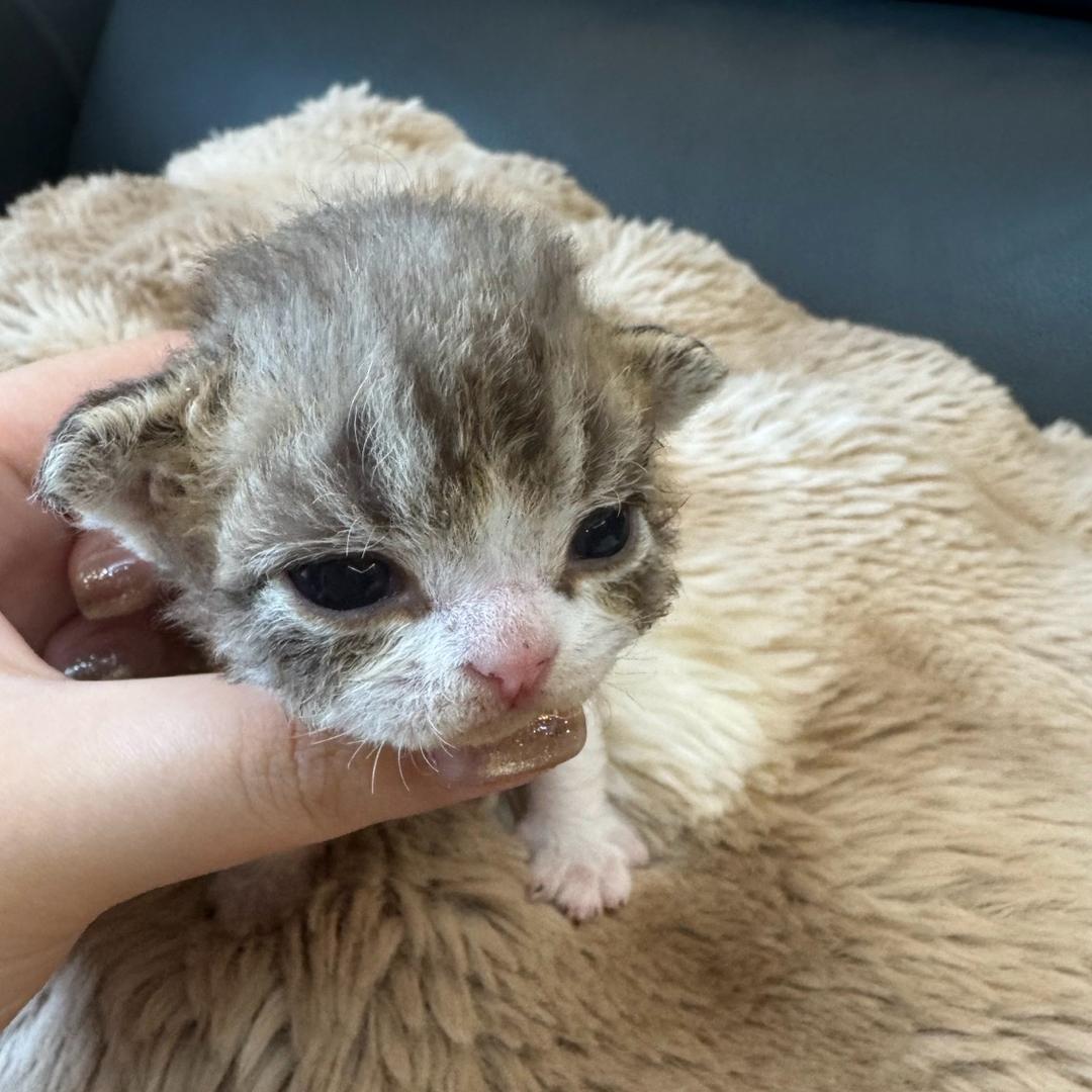 妹妹的德文猫