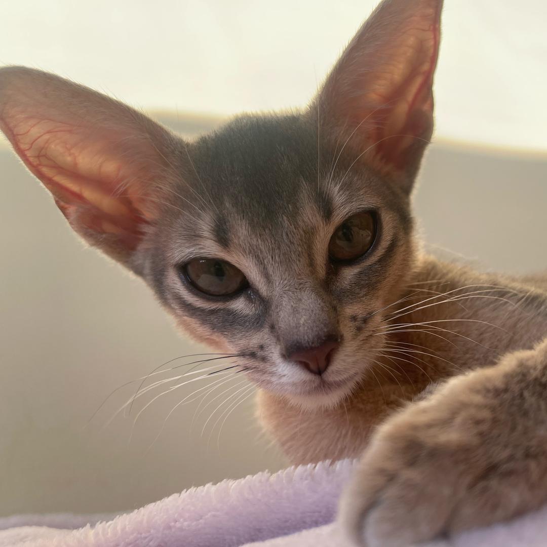 🍔云小曦（在安美纳斯推箱子版）