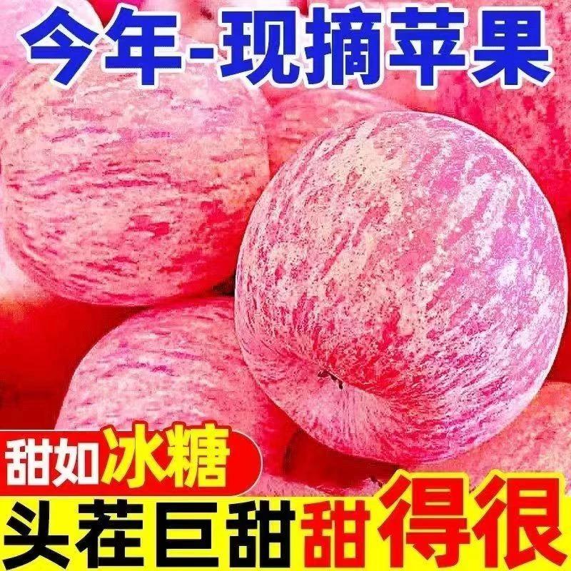 红富士苹果新果上市