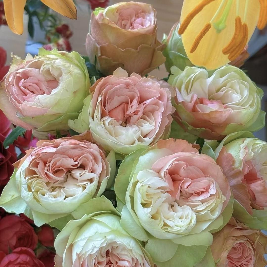 星辰三角梅花卉园艺