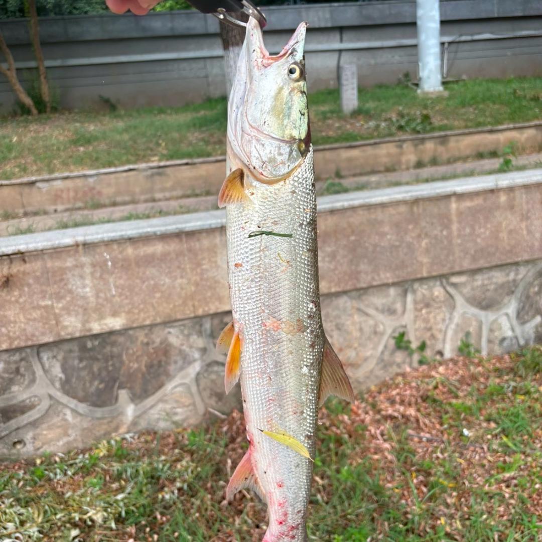 路亚小白-王铁锤