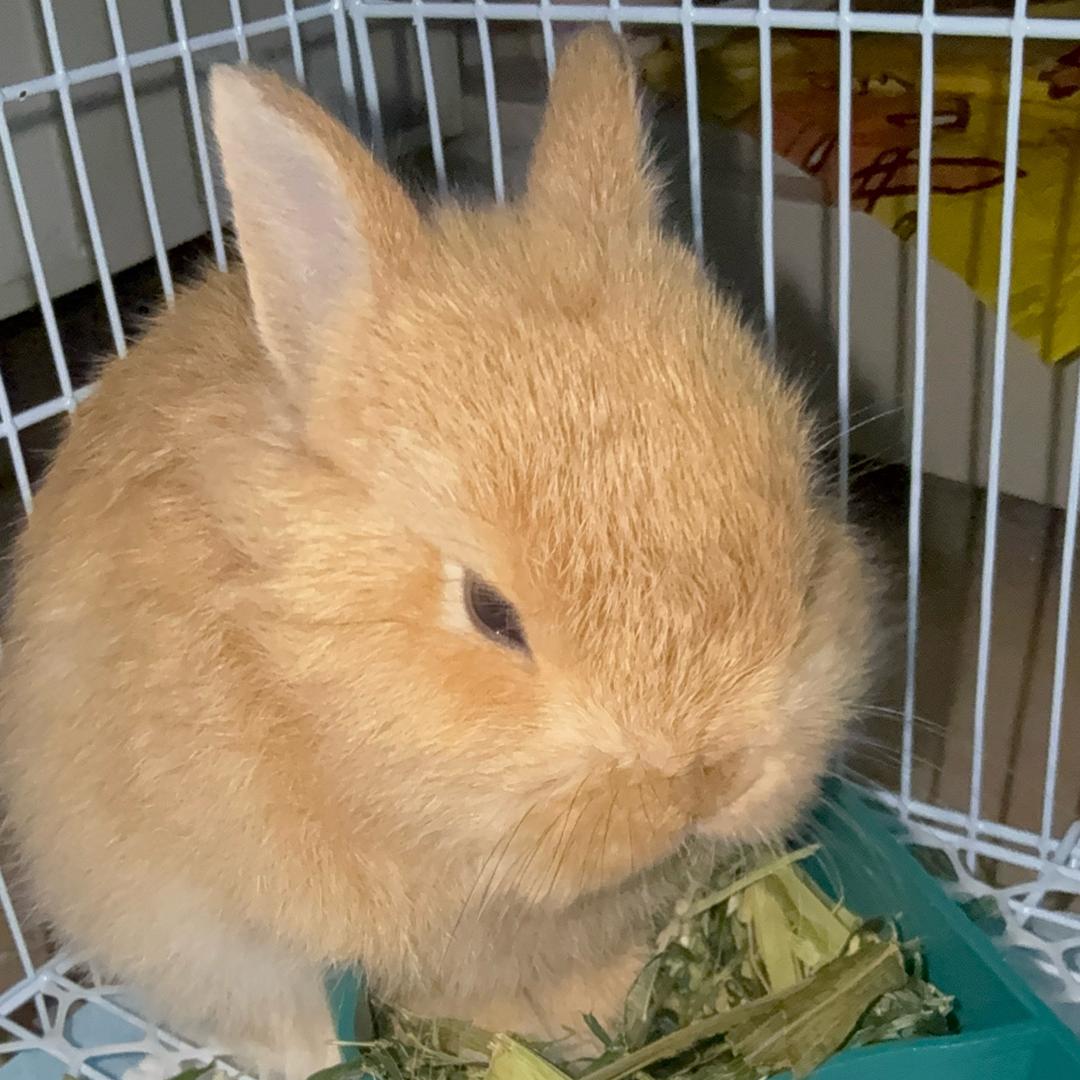 七七