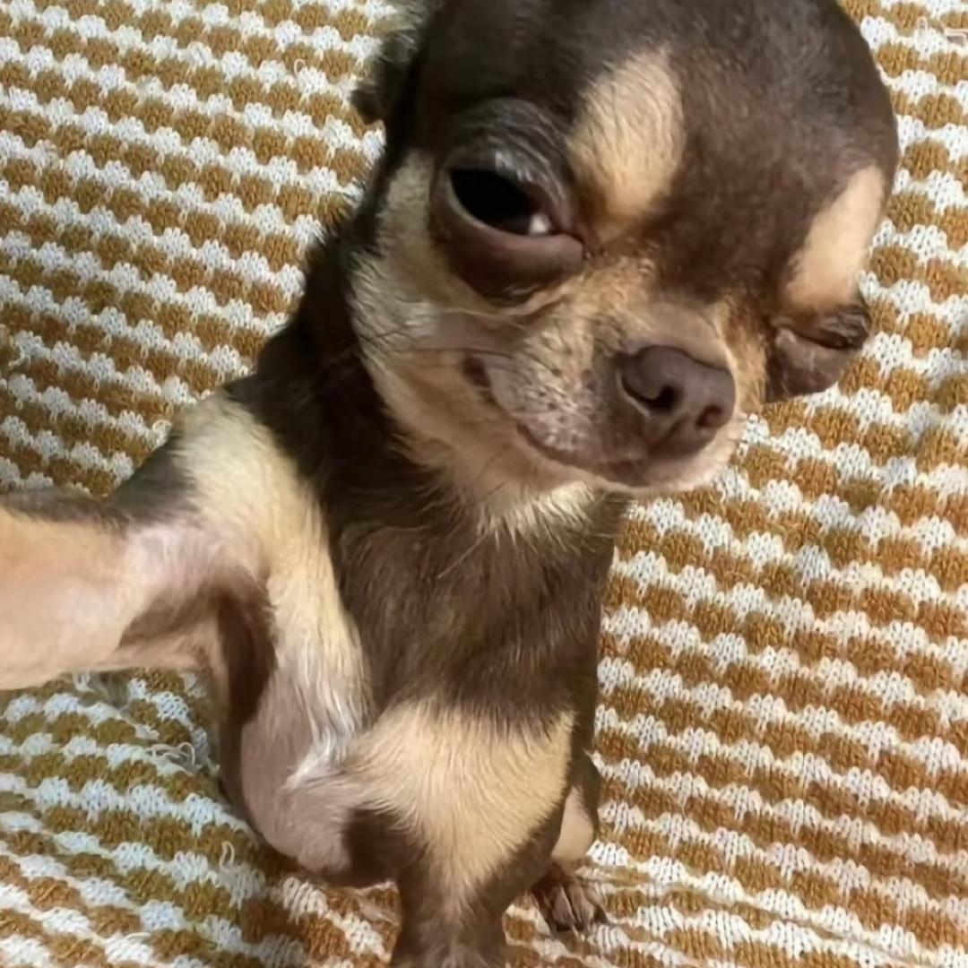 可爱的屌丝