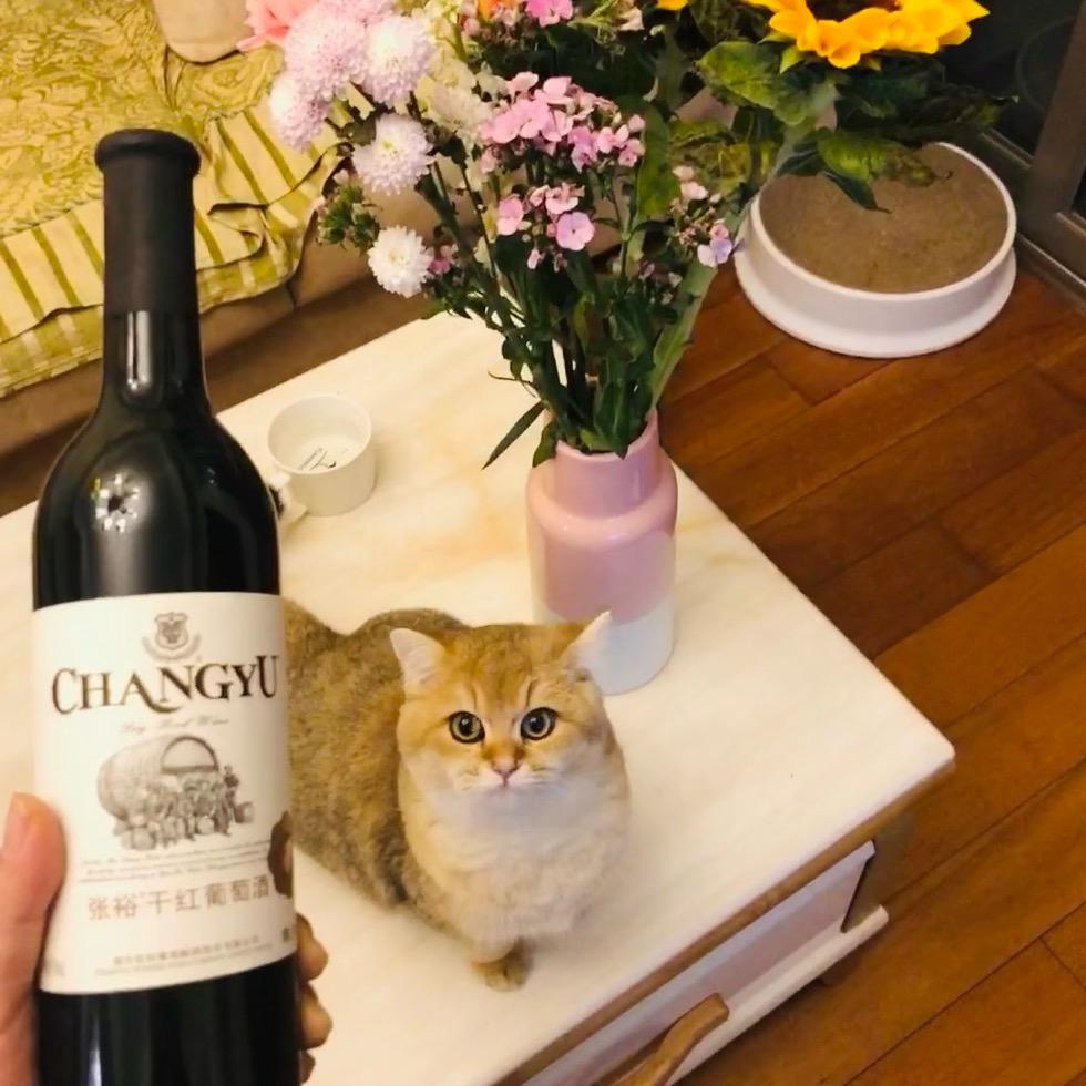 巴尔干之🐯