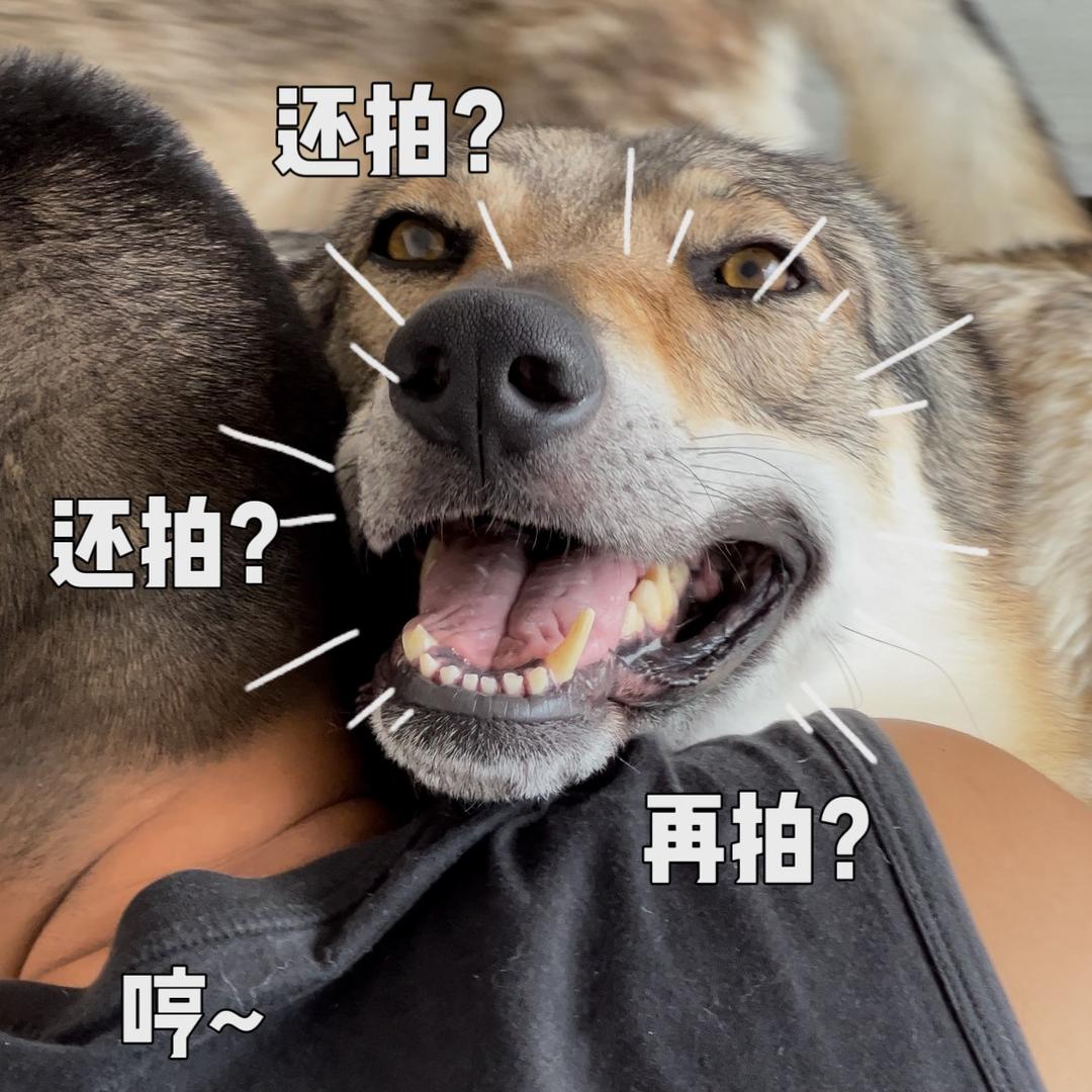 莫尼诺又娇羞了