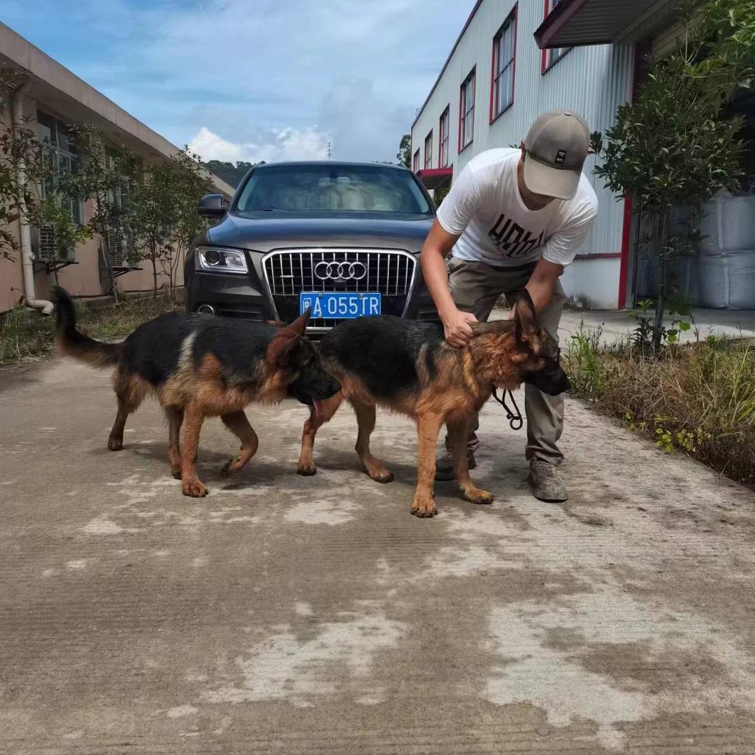 爱德拉奇