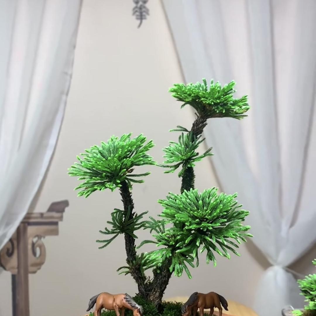 大山·卷柏