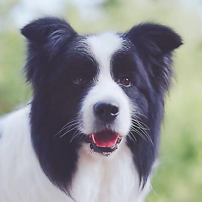璐璐赛虎（鹿鸣犬舍）