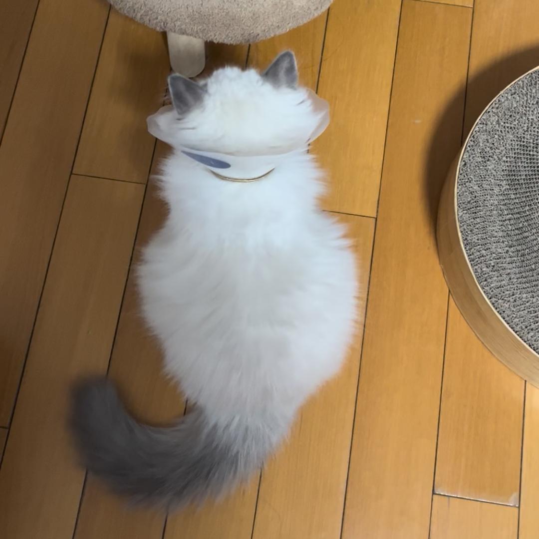 焦糖拿铁