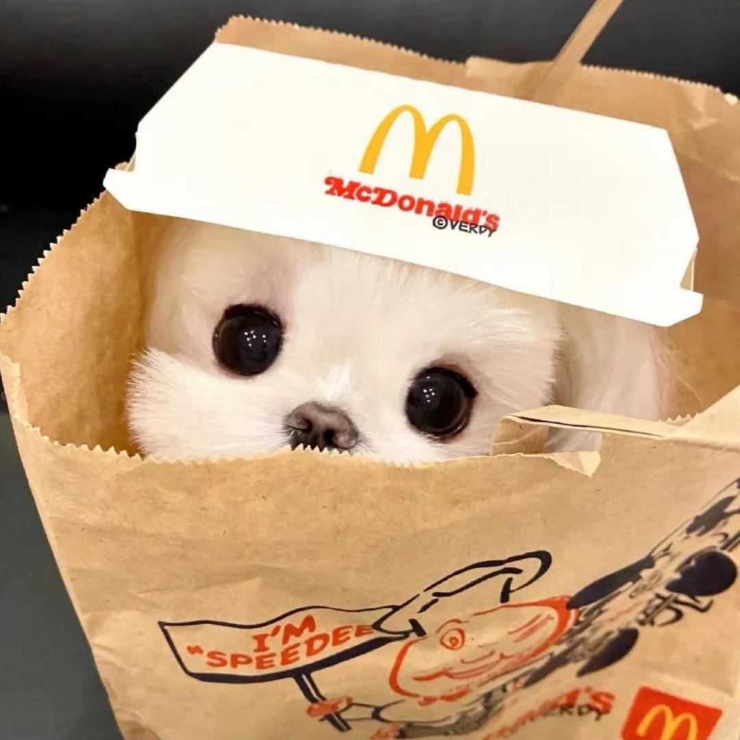 毛绒绒奇遇记🐶