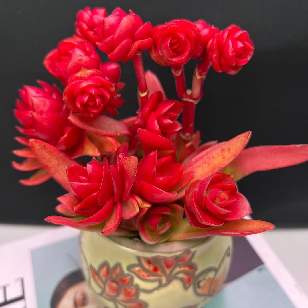 昆明市晋宁区初衷花卉经营部的小店齐放