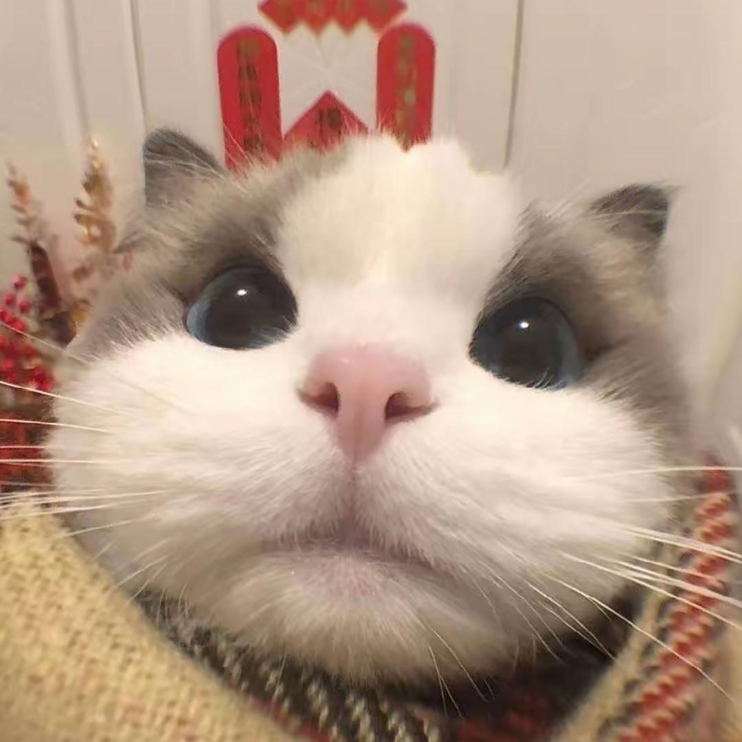 小鱼爱吃猫