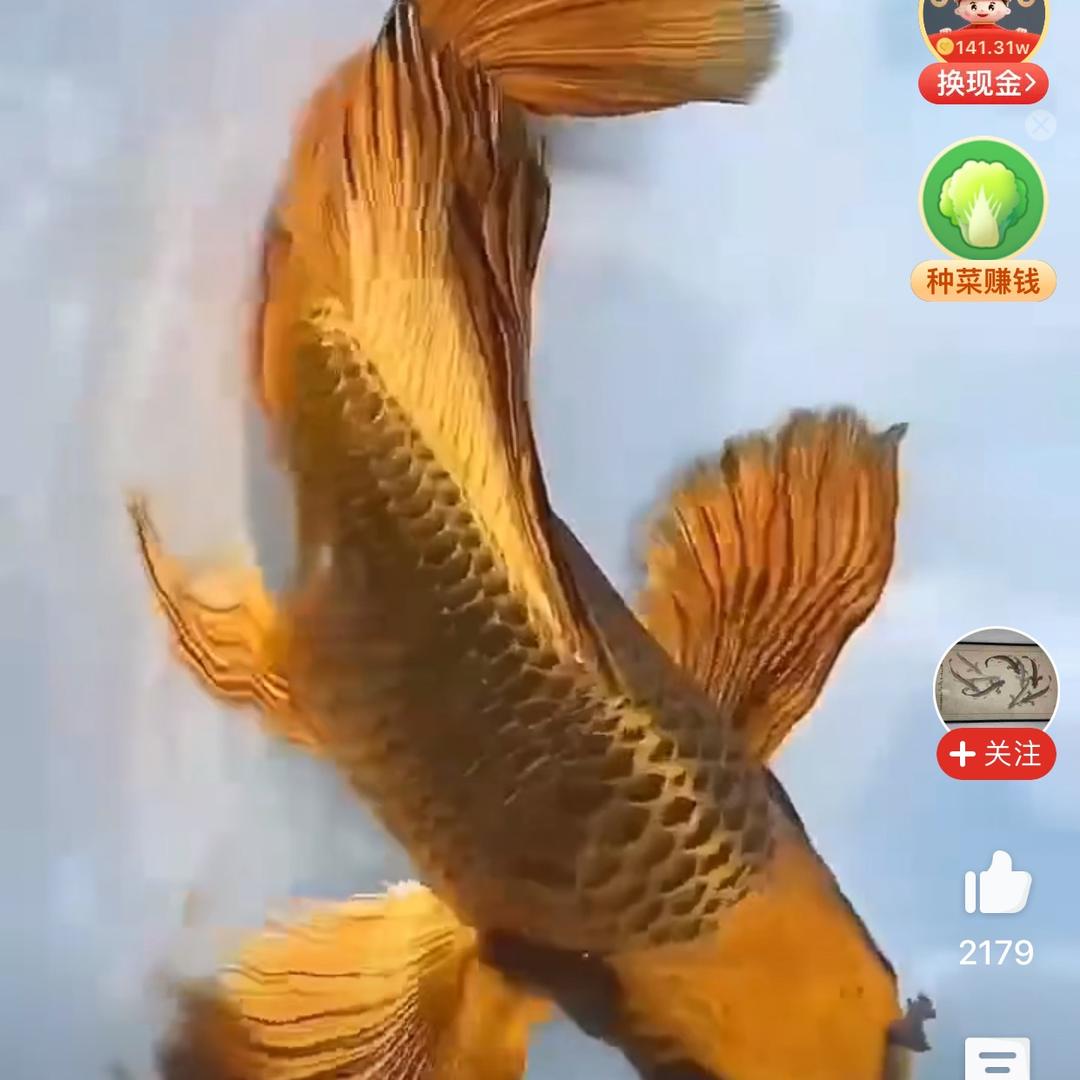 陈清晨