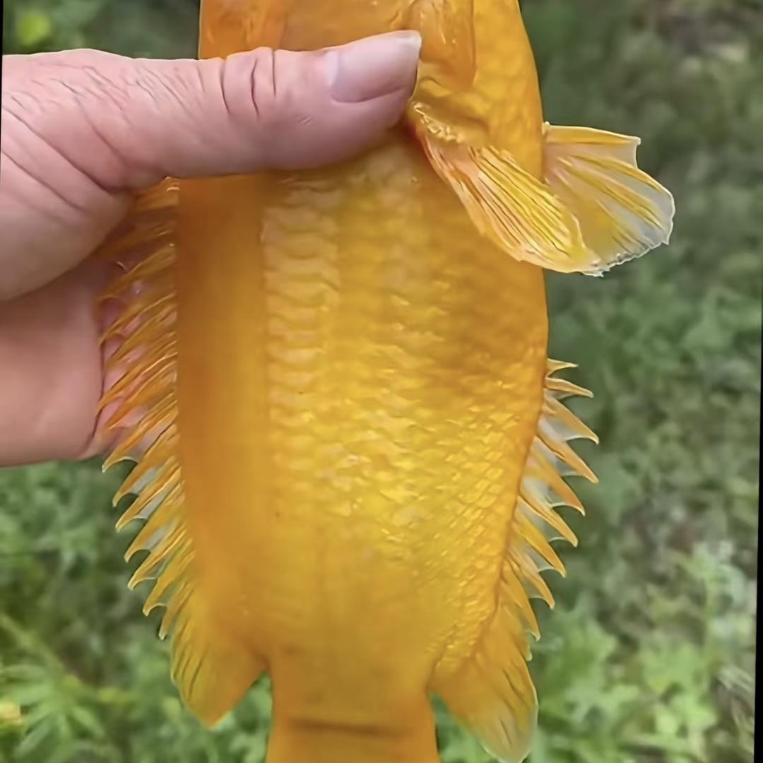 易芯繁殖场