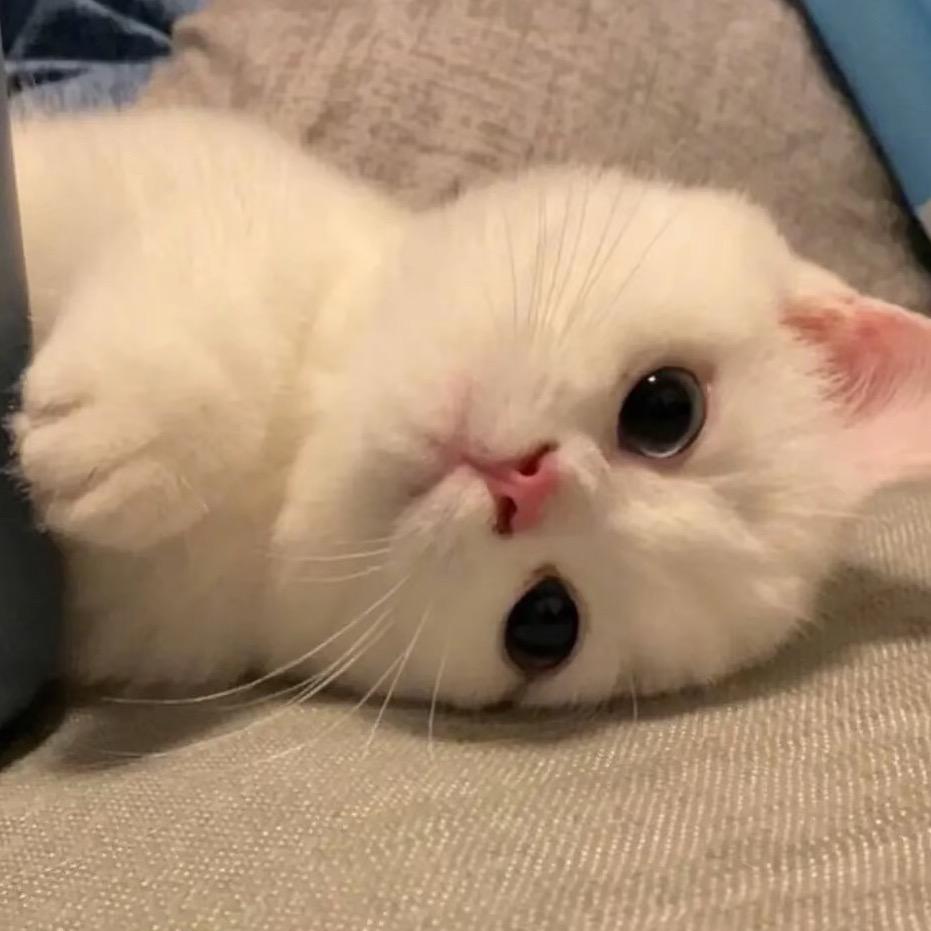 萌萌🍋（禁评论）