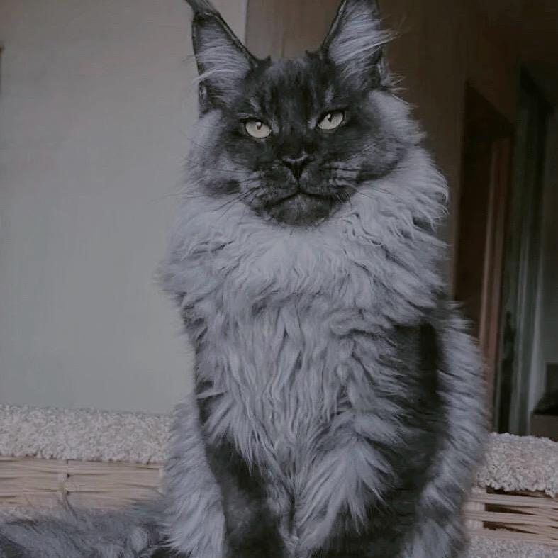 🐈‍⬛