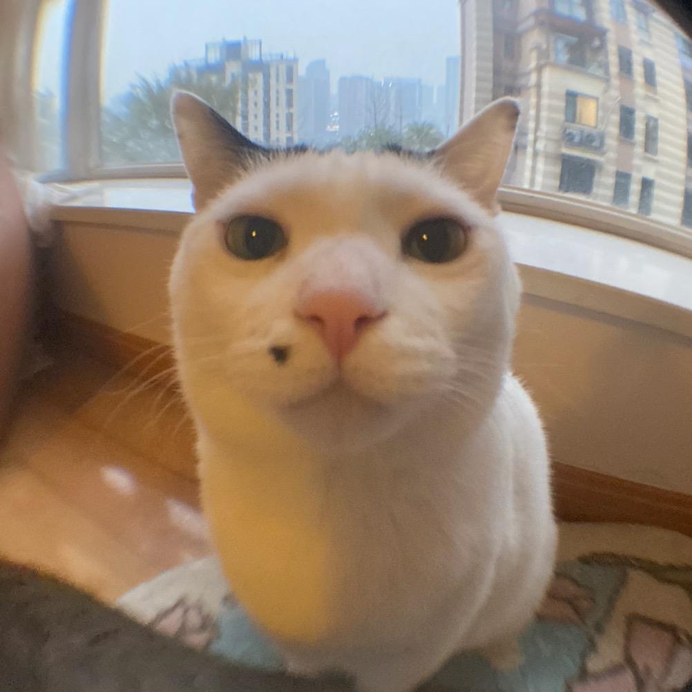 妹妹是公猫