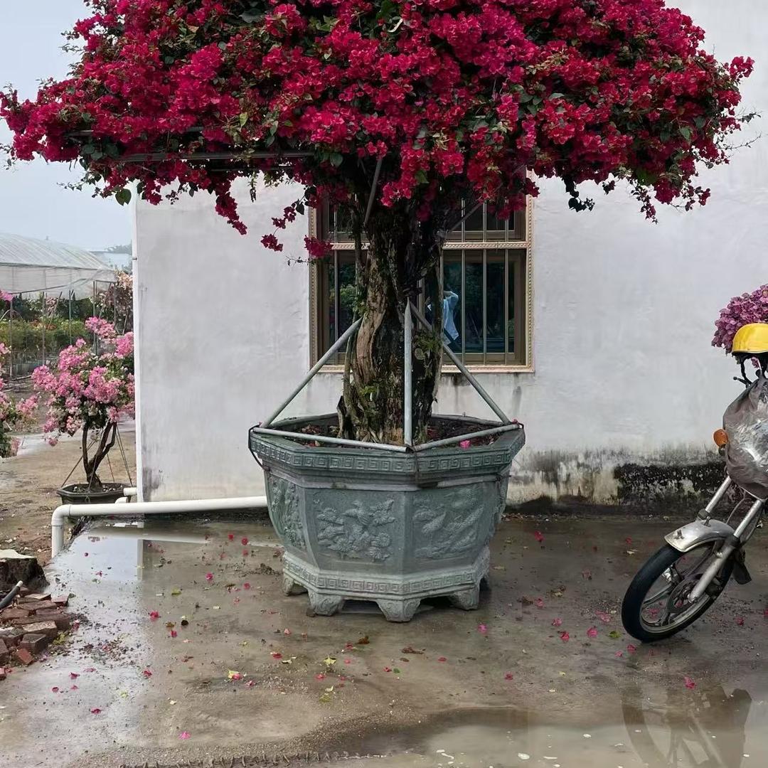花缘三角梅老桩