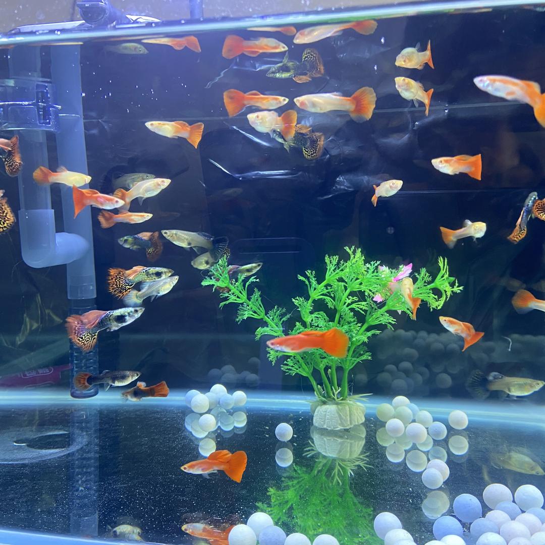 诺轩观赏鱼馆