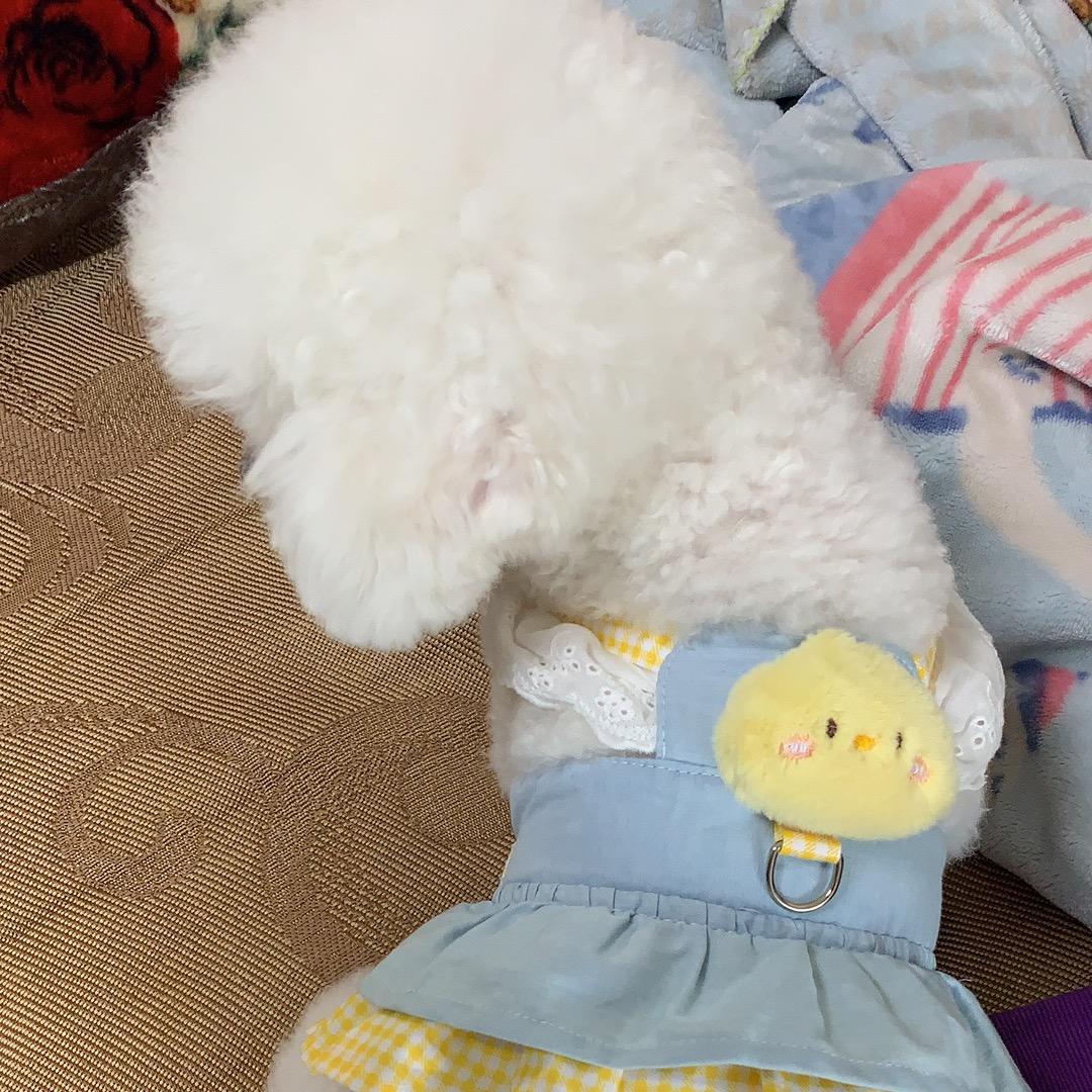 🌟💫⭐️小羊肖恩