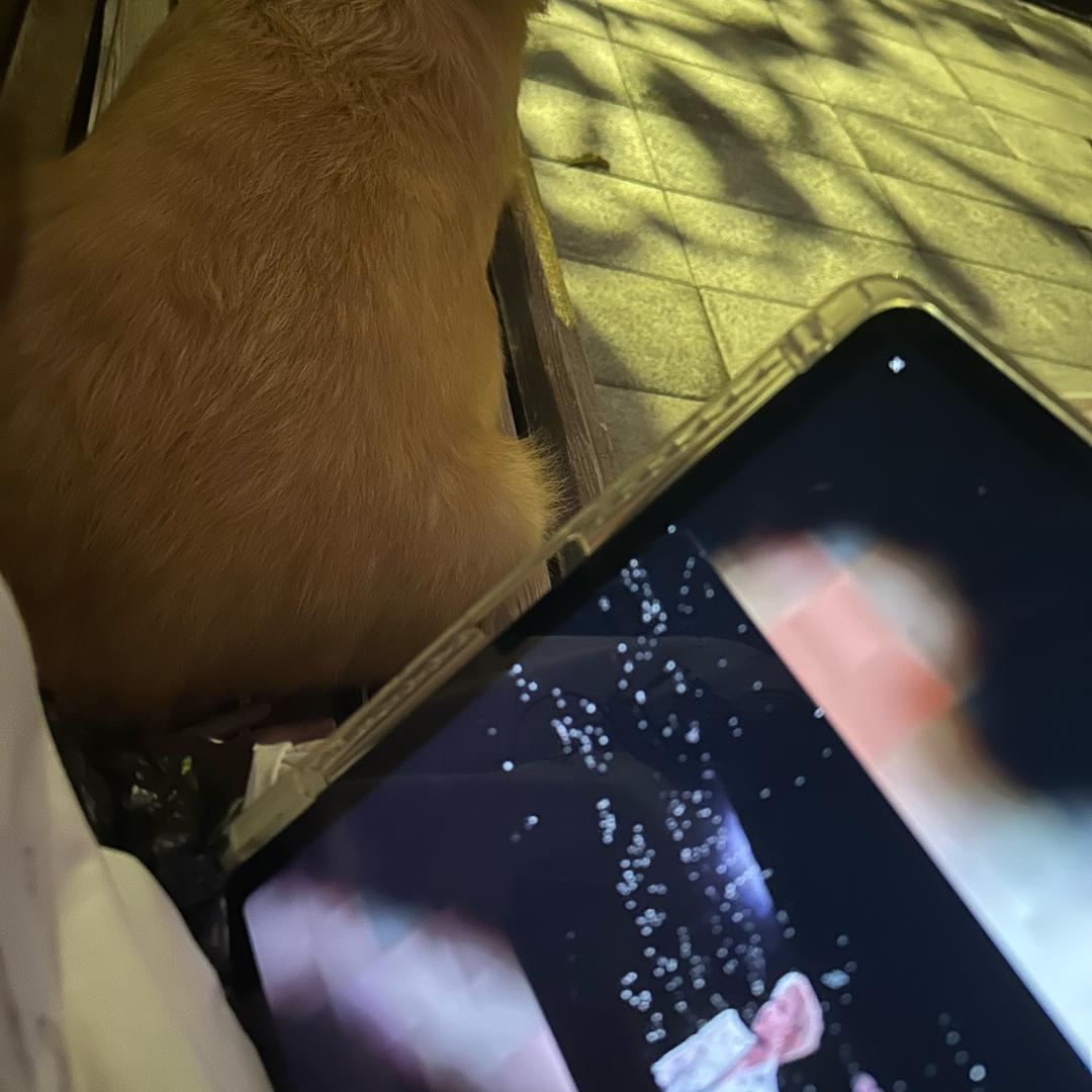 阿may是只小金毛