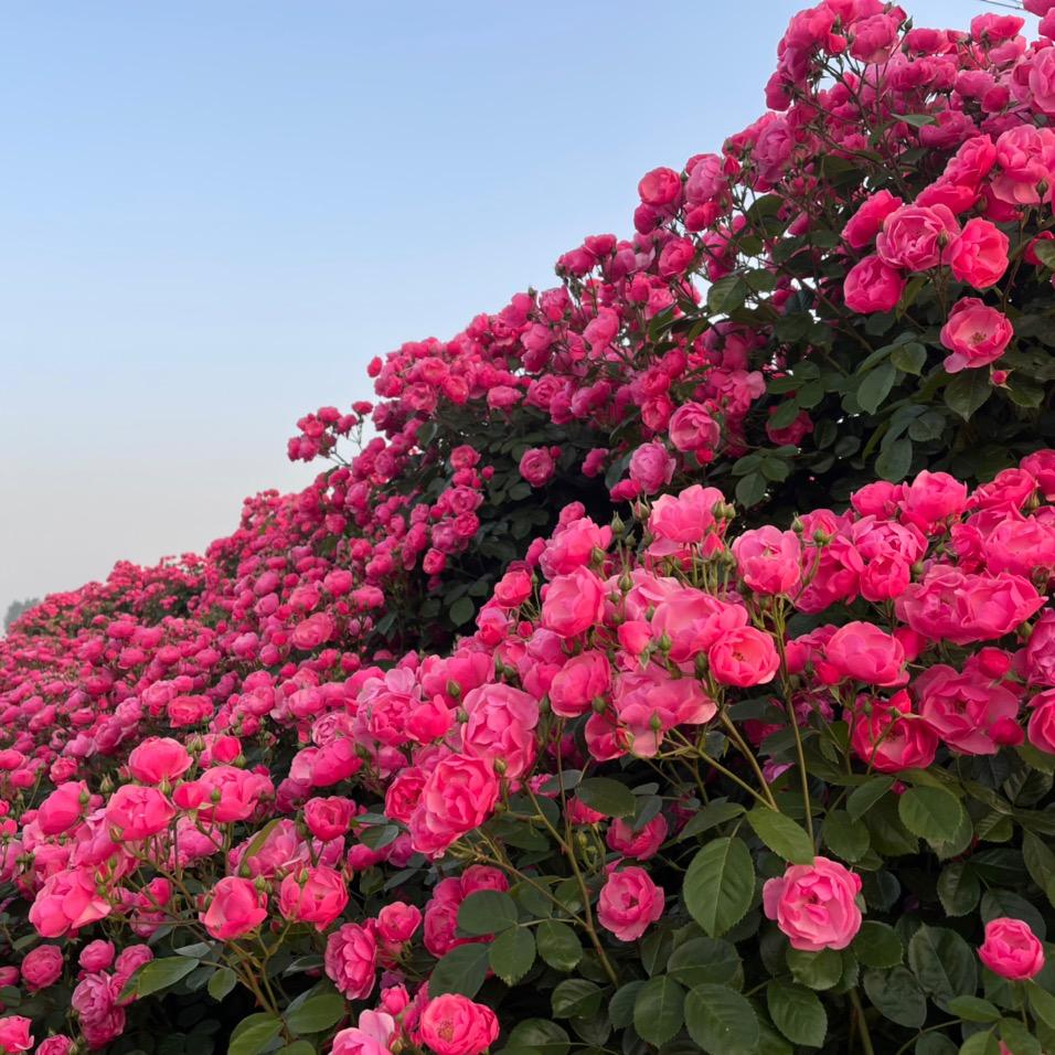 鑫意园盆景