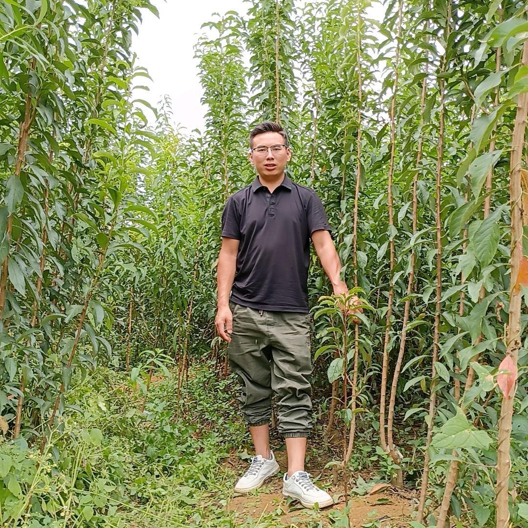 贵州六马蜂糖李树苗批发