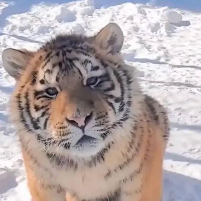 吃蛋糕🍰的刺猬